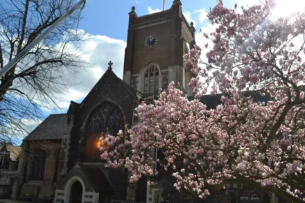 Magnolia blossom in front of All Saints Church in Kingston