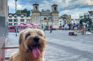 Woof About Kingston: a dog in front of Kingston's Ancient Market Place